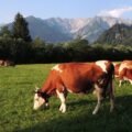 Cows grazing in a lush green field with scenic mountain views in Walchsee, Tirol.