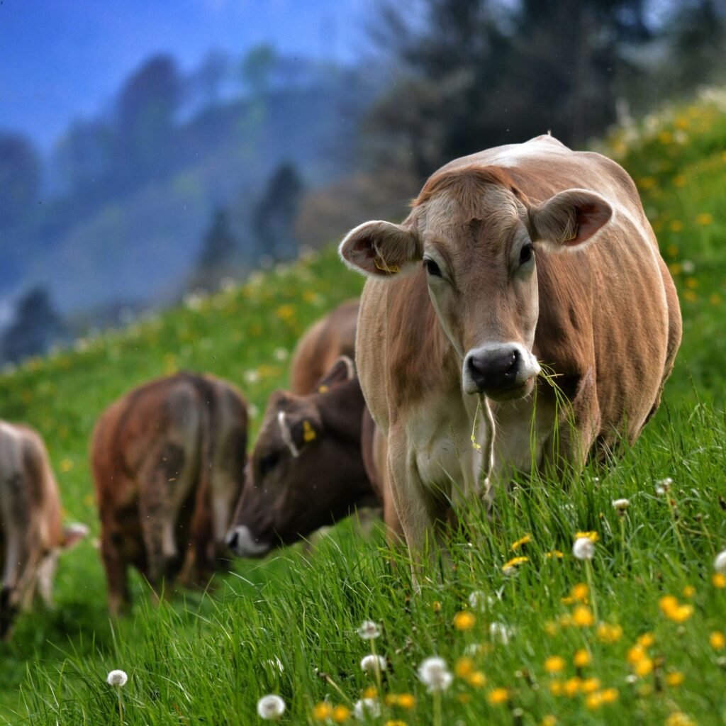 Cows peacefully grazing among dandelions in a lush green meadow with mountains in the background.